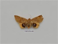 藏品(夜蛾322)的圖片